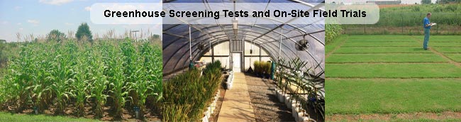 Greenhouse and Field Fertilizer Tests Greenhouse and Field Fertilizer Tests